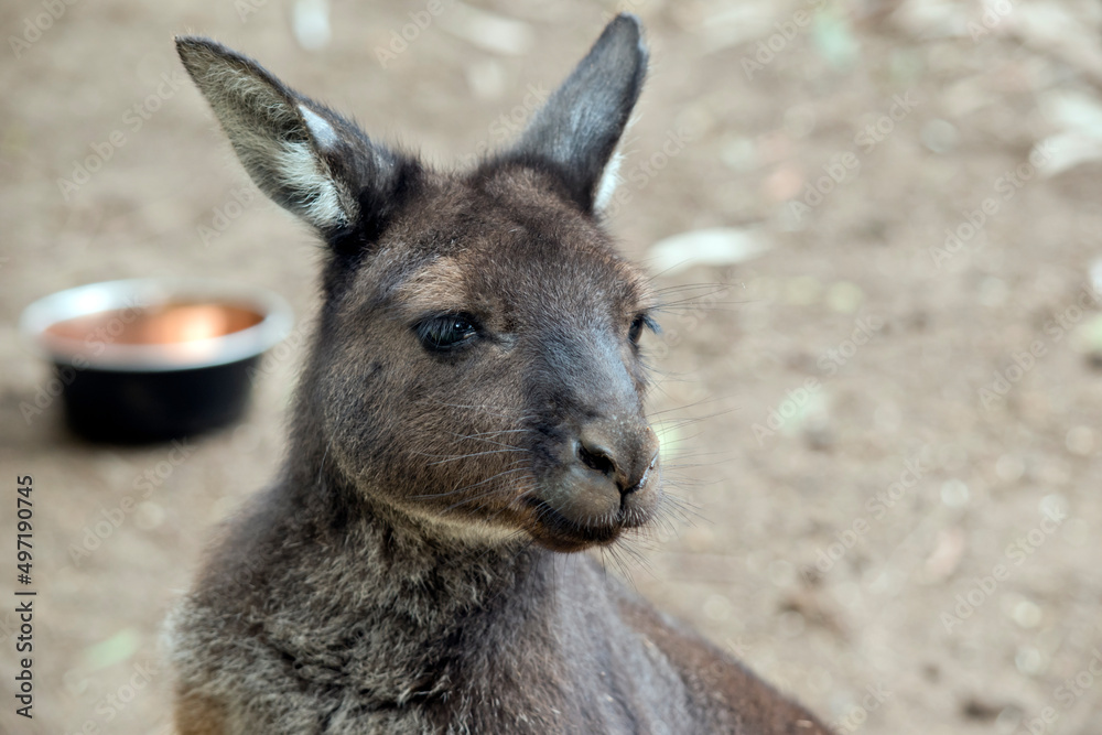 Fototapeta premium this is a close up of a western grey kangaroo