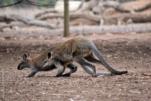 the two wallabies are hopping around the park