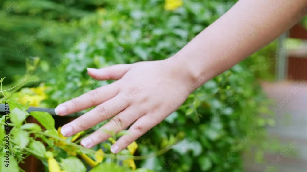 Close up of a Caucasian woman stroking her fingers along a tropical green leaf surface in the jungle behind. Calm meditation. Close up of a Caucasian woman stroking her fingers along a tropical green leaf surface in the jungle behind. Calm meditation.