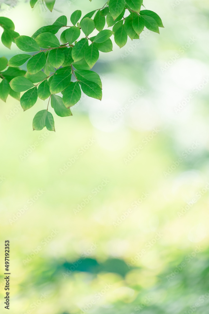 Summer fresh green branches and leaves on blurred background Summer fresh green branches and leaves on blurred background