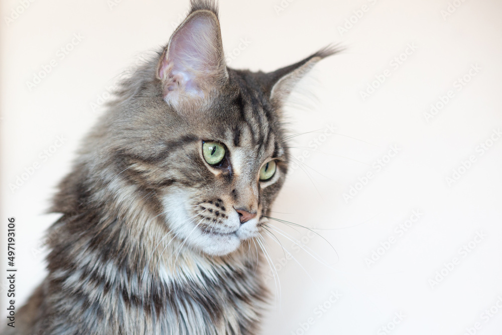 Gray striped big cat with green eyes. Maine Coon breed. Close-up portrait of a cat. Gray striped big cat with green eyes. Maine Coon breed. Close-up portrait of a cat.