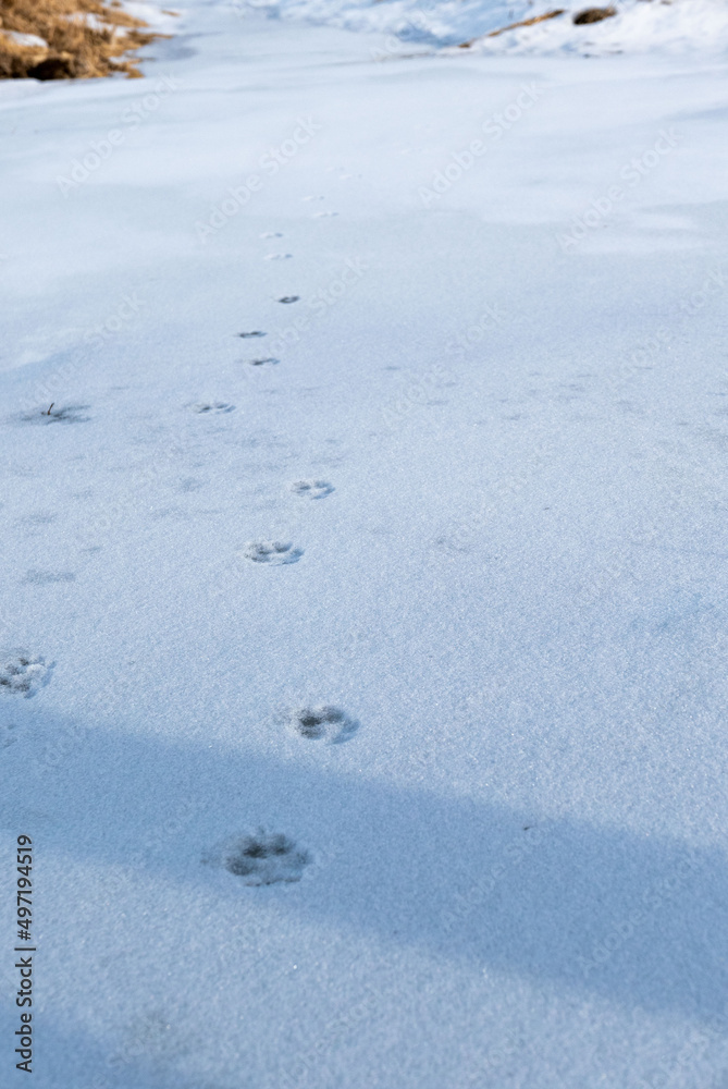 pawprints in snow
