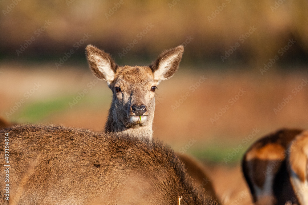 Fototapeta premium Red Deer hind, or ewe, walking in the long grass in London