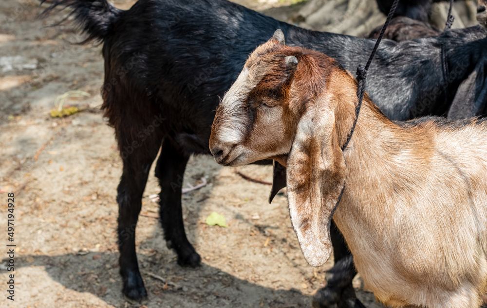 Headshot of domestic goat in an animal market