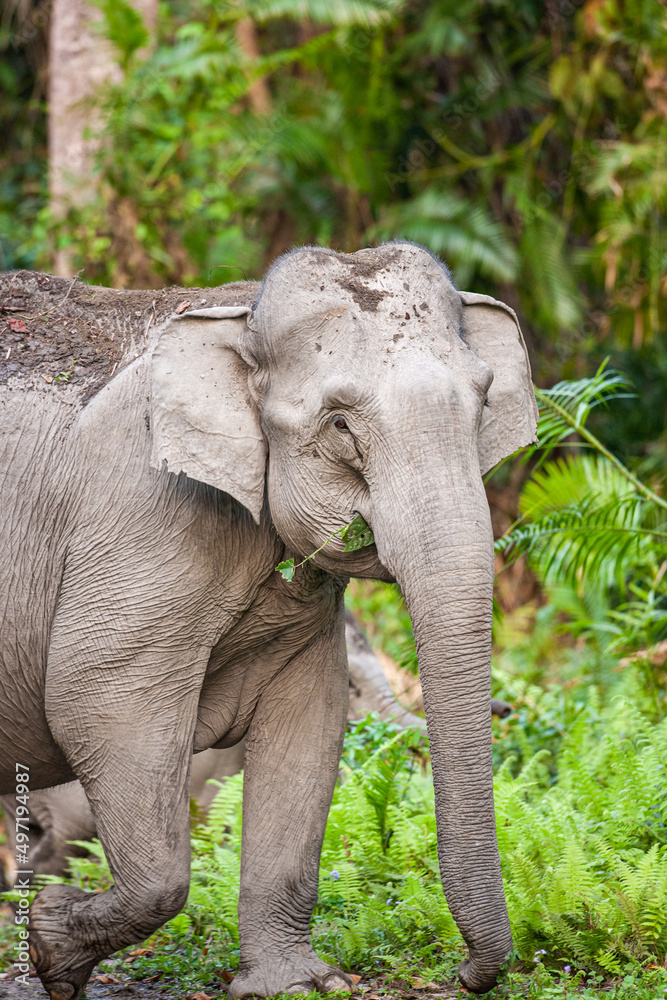 Fototapeta premium Asiatic Elephant walking through the jungle in Kaziranga National Park, India