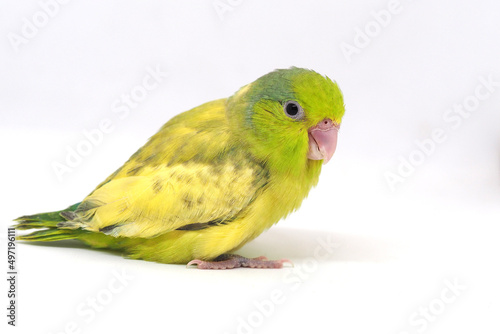 Selective of bird parrot parakeet forpus stand on toy branch. Pattotlets. It is the smallest parrot in the world.