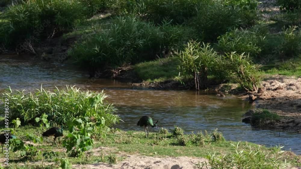 Moving from the left side of the frame as they feed on the ground during a windy afternoon, Green Peafowl Pavo muticus, Thailand.