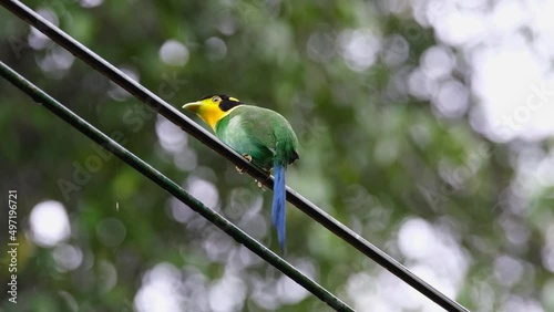 Seen turning around to wag its tail and alarmed about something, Long-tailed Broadbill Psarisomus dalhousiae, Khao Yai National Park, Thailand. photo