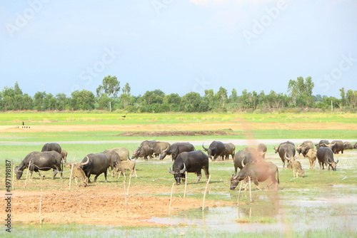 Group of big black Asia buffalo eating grass in green field have water have bird around with nature view in Thailand