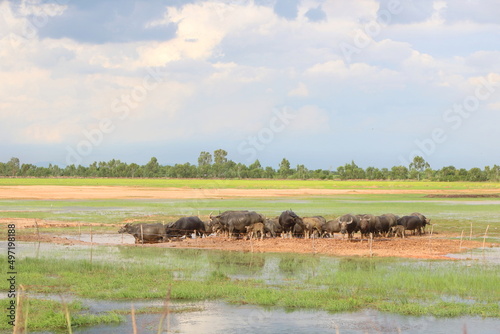 Group of big black Asia buffalo eating grass in green field have water have bird around with nature view in Thailand © TANIDA