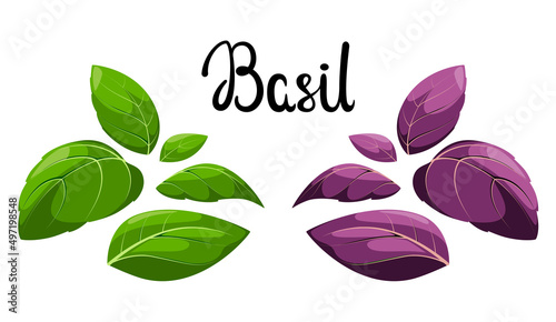 Basil leaves on a white background. Cartoon design. Spice.
