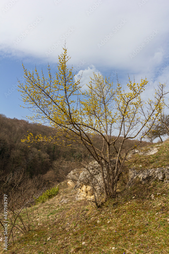 spring, awakenings in nature, the first flowers and plants are born.* spring, awakenings in nature, the first flowers and plants are born.*