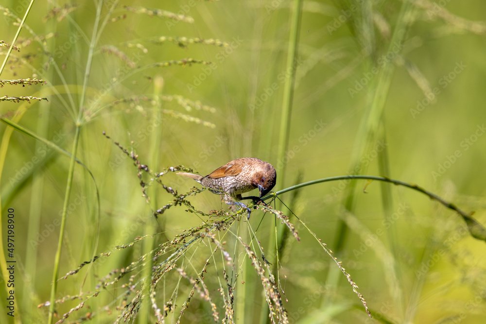 Nutmeg Mannikin or Scaly-breasted Munia in Queensland Australia