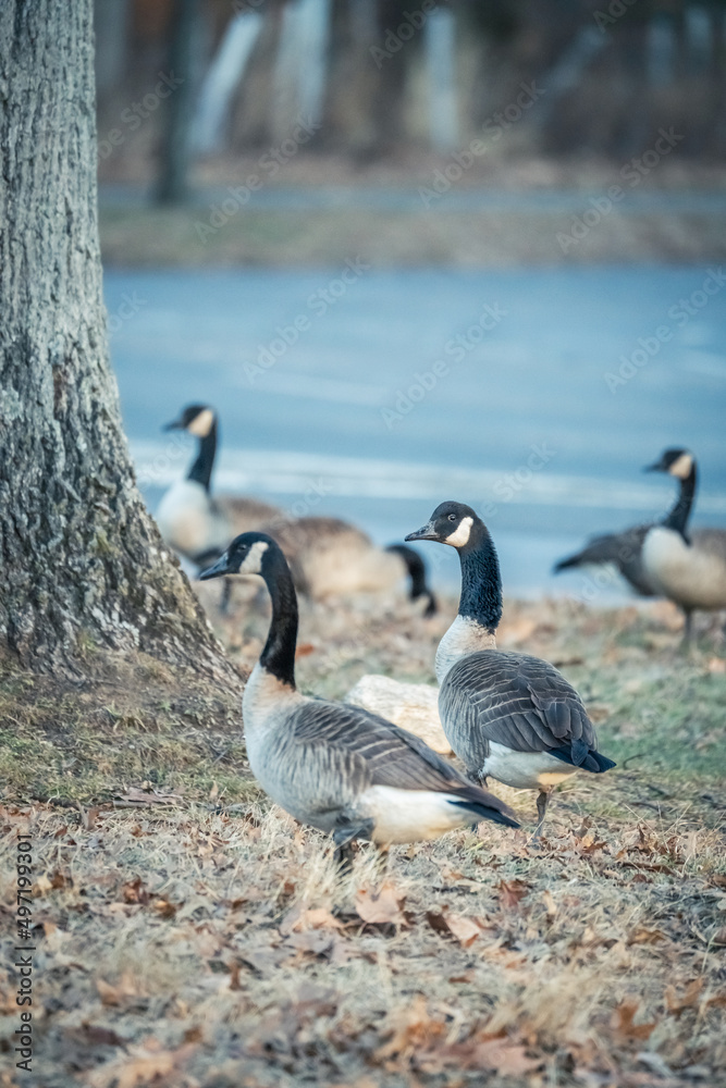 Fototapeta premium Beautiful Wild Canada Goose in the Woods