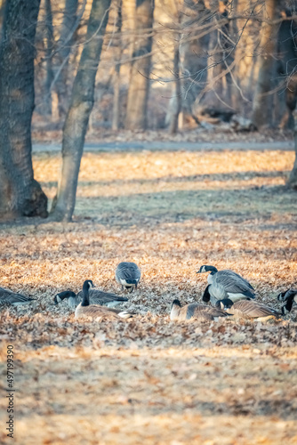 Beautiful Wild Canada Goose in the Woods