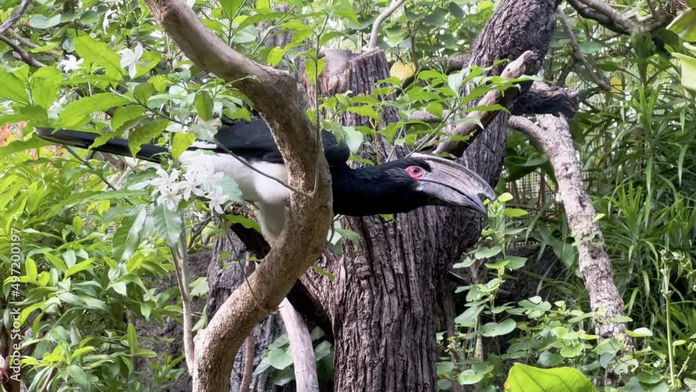 Close up shot of a trumpeter hornbill, bycanistes bucinator with large distinctive beak perched on top of a tree looking around in an enclosure with trees all around in Singapore safari zoo. Close up shot of a trumpeter hornbill, bycanistes bucinator with large distinctive beak perched on top of a tree looking around in an enclosure with trees all around in Singapore safari zoo.