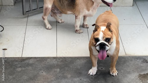 Young english bulldog sticking its tongue out wanting to play, with old beagle walking around in their space, adorable home companions. photo