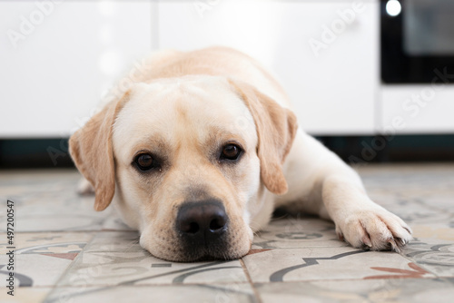 Labrador retriever dog lies on floor of house and stares intently at camera. Domestic pet animal behavior, obedience and patience © Olya
