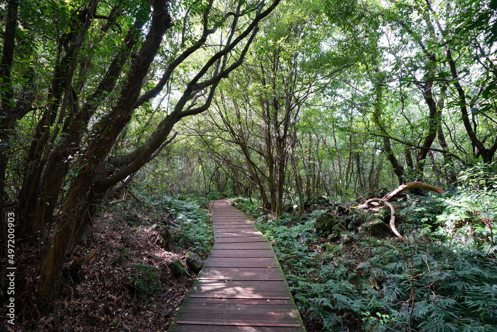 Fototapeta premium fine boardwalk through dense forest