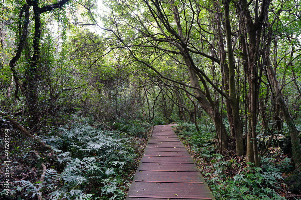Obraz premium fine boardwalk through dense forest