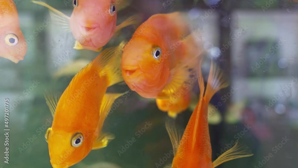 a red parrot in an aquarium. artificially bred variety of aquarium fish. a red parrot in an aquarium. artificially bred variety of aquarium fish.