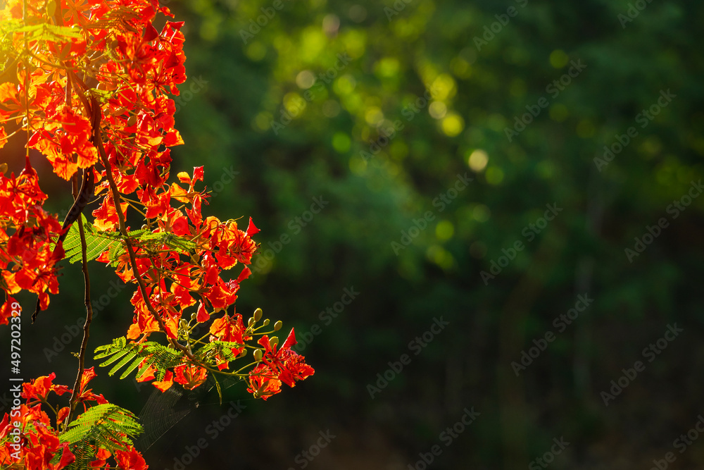 Beautiful Tropical red peacock flowers Royal Poinciana or The Flame Tree on green the forest summer naturel background. Beautiful Tropical red peacock flowers Royal Poinciana or The Flame Tree on green the forest summer naturel background.