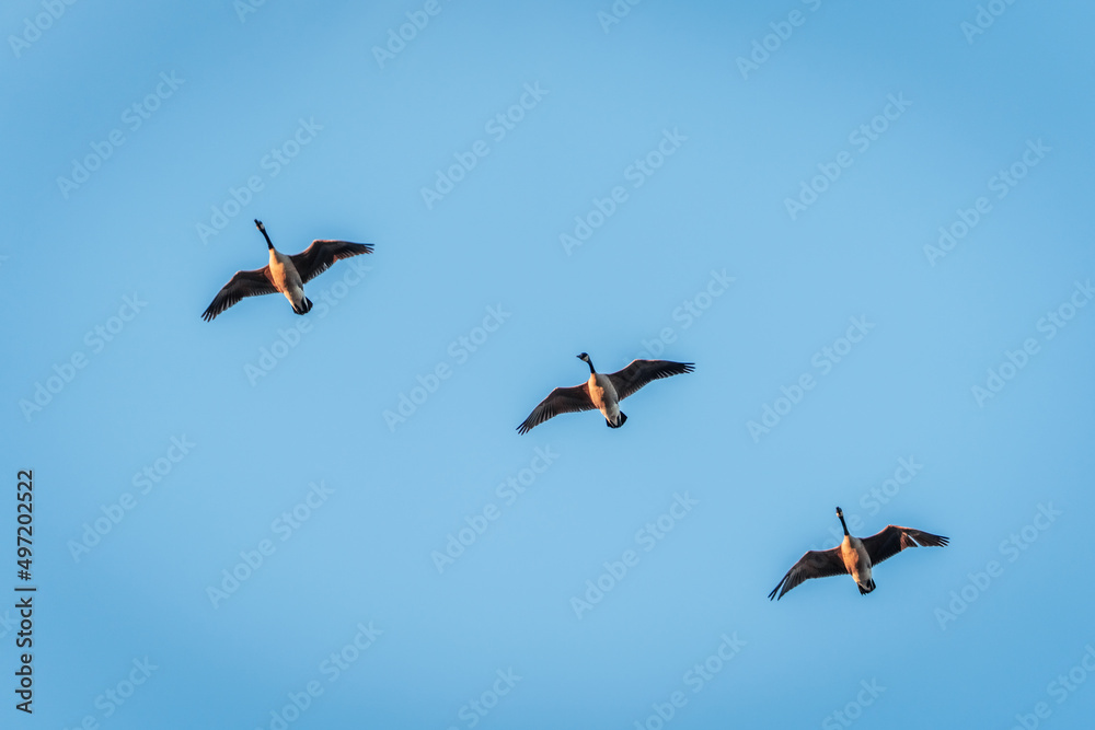 Beautiful Flying Canada Goose in the Sky Beautiful Flying Canada Goose in the Sky