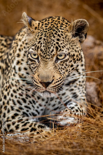 Close up of a female Leopard in the Kruger.