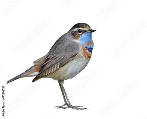 male of bluethroat (luscinia svecica) under plumage changing into breeding feathers before migrating back to its land