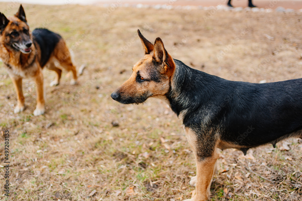 big stray dogs on the dry grass. trapping and sterilization of stray dogs. shelter and volunteer assistance to animals. food and medicines for dogs. big stray dogs on the dry grass. trapping and sterilization of stray dogs. shelter and volunteer assistance to animals. food and medicines for dogs.