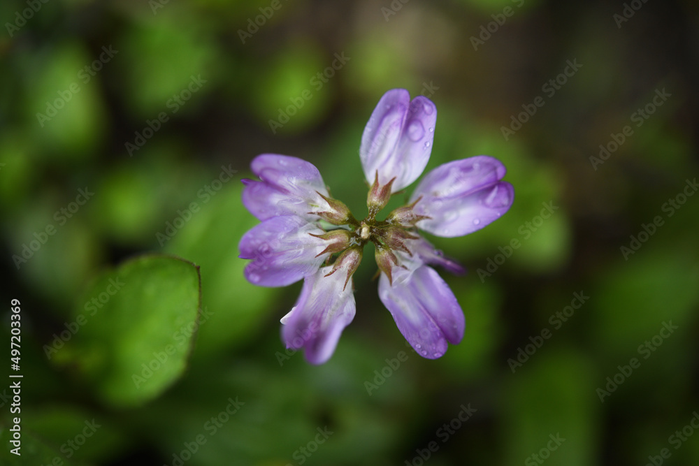 紫の野花 紫の野花