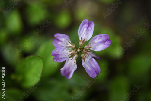 紫の野花