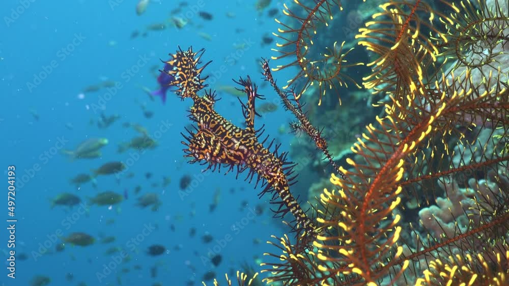 Two harlequin ghost pipefish over feather star with blue ocean in background Two harlequin ghost pipefish over feather star with blue ocean in background
