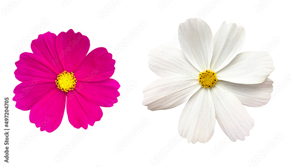 isolated white and purple cosmos flower with clipping paths.