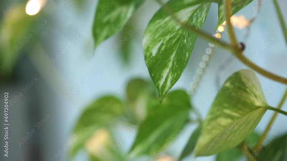Soft ,selective focus. Tropical Epipremnum Aureum houseplant with variegation in living room. Soft ,selective focus. Tropical Epipremnum Aureum houseplant with variegation in living room.