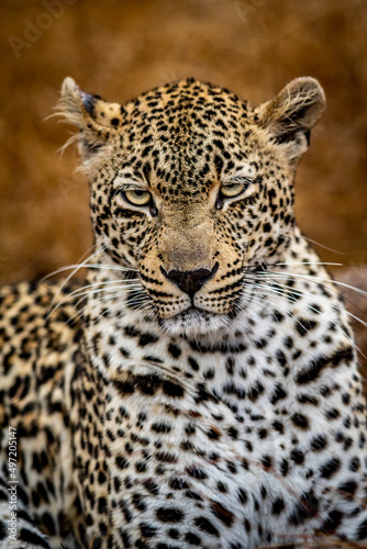 Close up of a female Leopard in the Kruger. © simoneemanphoto