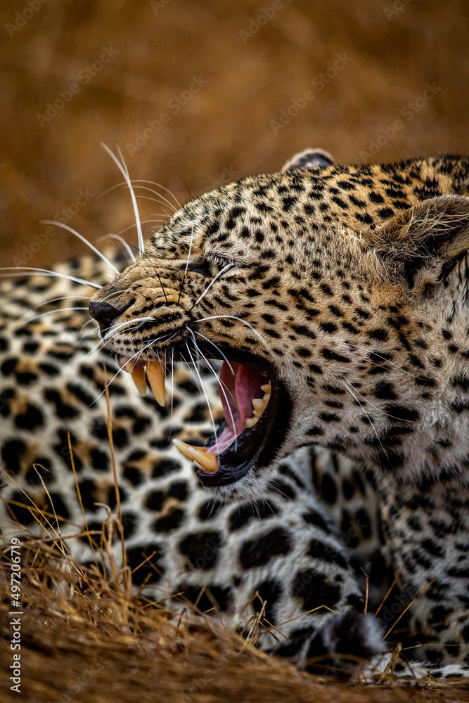 Female Leopard growling in the Kruger. Female Leopard growling in the Kruger.