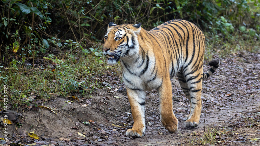 Fototapeta premium tiger in the wild
