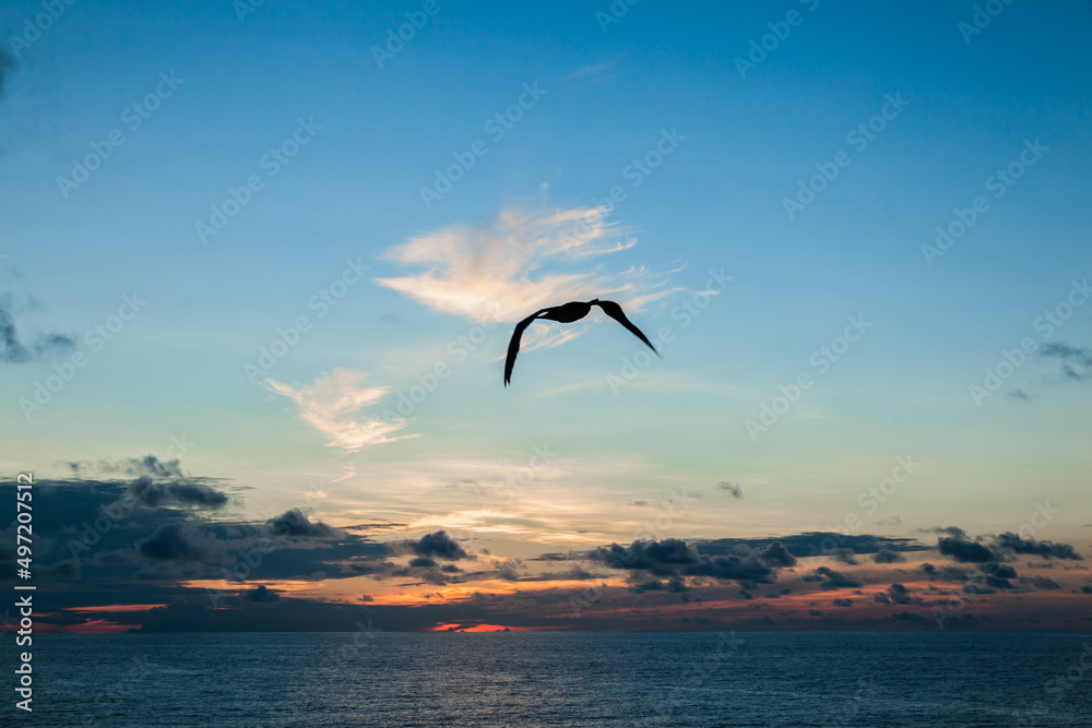 Ocean after sunset and a seagull flies in the sky.