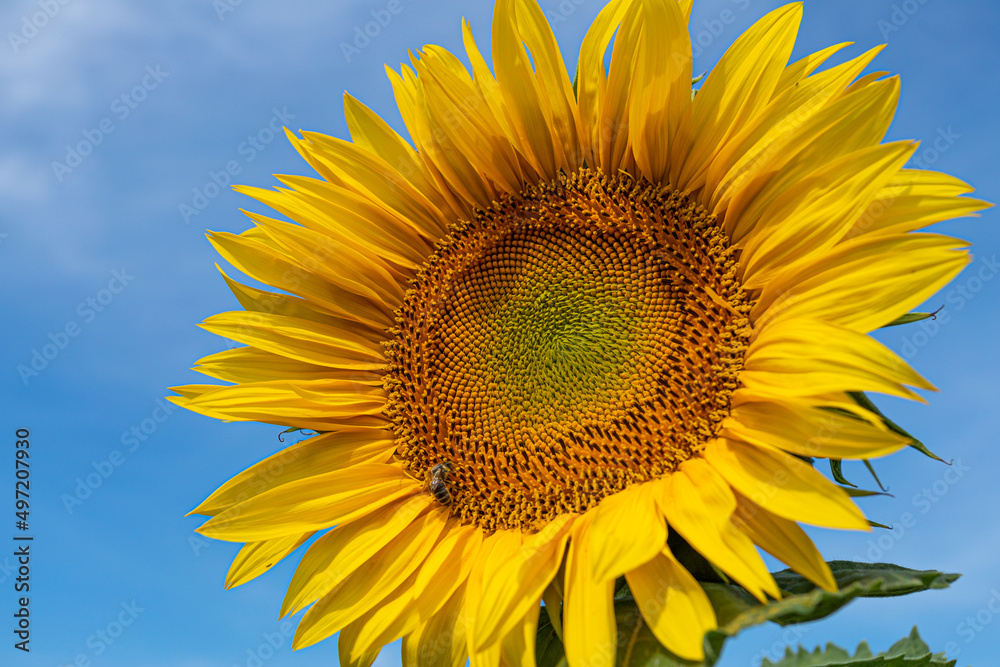 Yellow sunflower flower close-up. Yellow flower with petals. Yellow sunflower flower close-up. Yellow flower with petals.