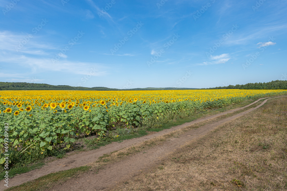 custom made wallpaper toronto digitalA field with sunflowers. Summer field with bright yellow sunflowers.