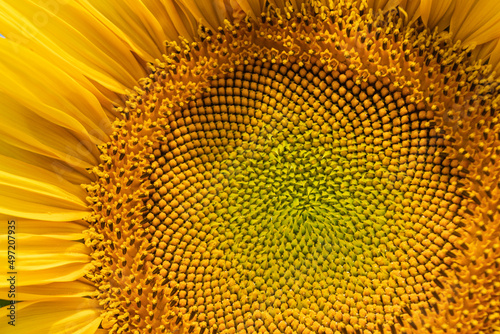 Wallpaper Mural Yellow sunflower flower close-up. Yellow flower with petals. Torontodigital.ca
