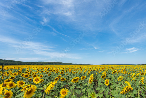 A field with sunflowers. Summer field with bright yellow sunflowers. Sunflower flowers.