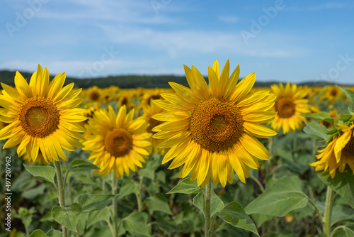 A field with sunflowers. Summer field with bright yellow sunflowers.  Sunflower flowers.