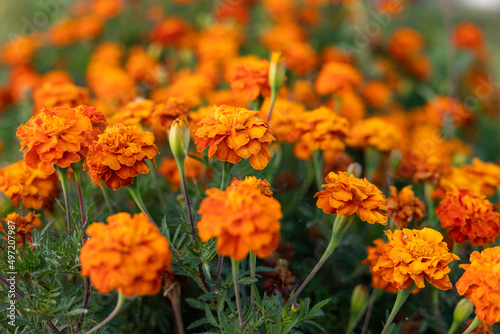 Wallpaper Mural Orange flowers are marigolds. Bright summer flowers in a flower bed. Flower beds with orange flowers. Torontodigital.ca