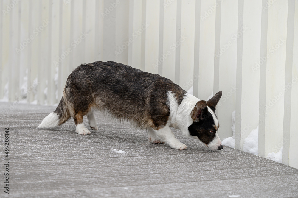 the dog follows the trail in the yard