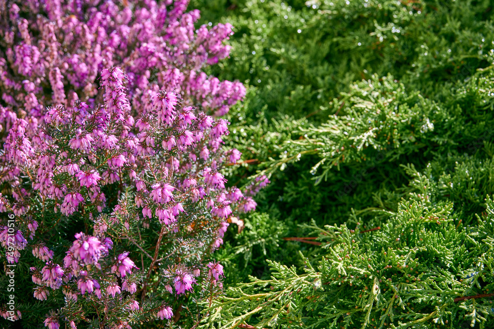 blooming pink Heather against the background of green Thuja foliage. Erica carnea (heath) close-up. Beautiful spring floral background. selective focus blooming pink Heather against the background of green Thuja foliage. Erica carnea (heath) close-up. Beautiful spring floral background. selective focus