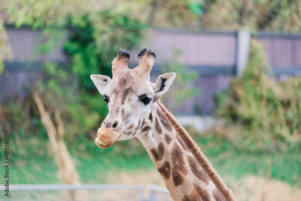 Close up portrait of giraffe camelopardalis in nature and zoo Close up portrait of giraffe camelopardalis in nature and zoo