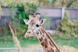 Close up portrait of giraffe camelopardalis in nature and zoo