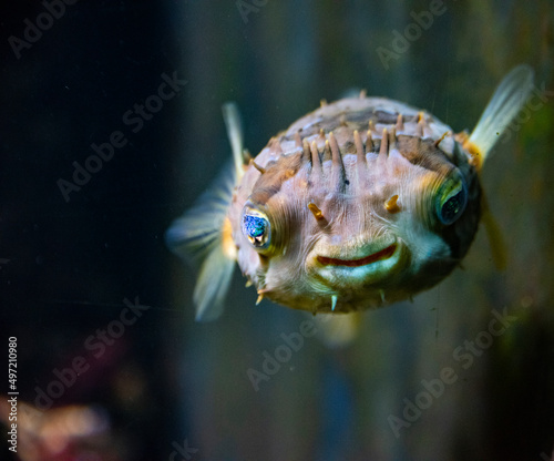 Long-spine porcupinefish - Diodon holocanthus photo